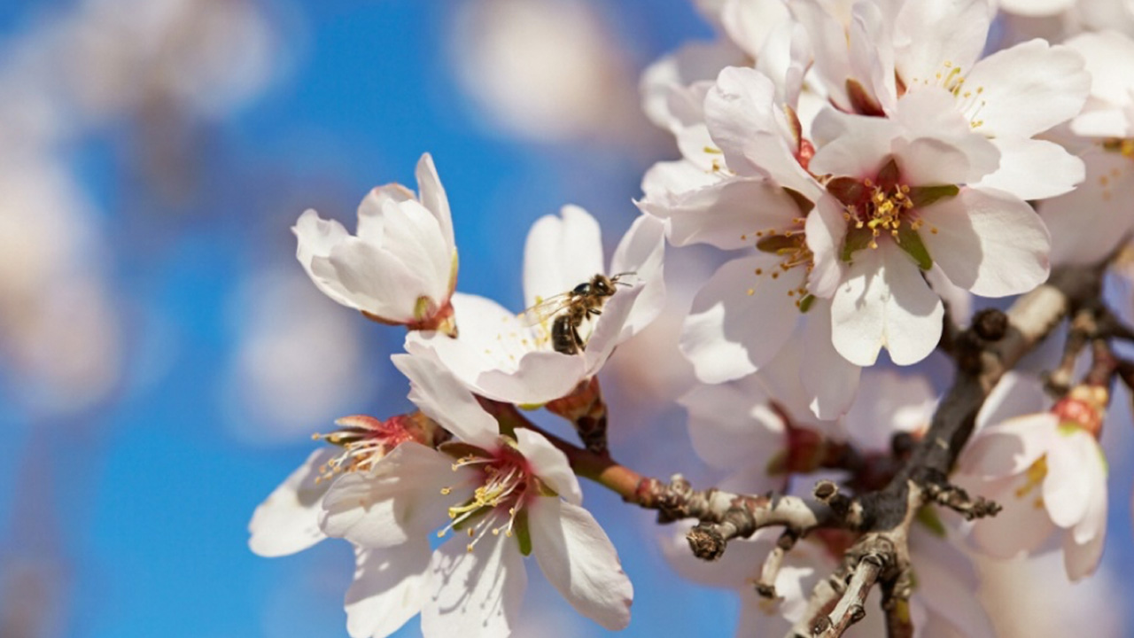 カリフォルニア花粉媒介者連合、農業・自然保護団体の協力関係を強化