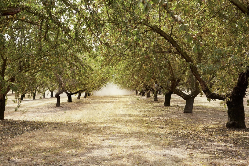 Almonds