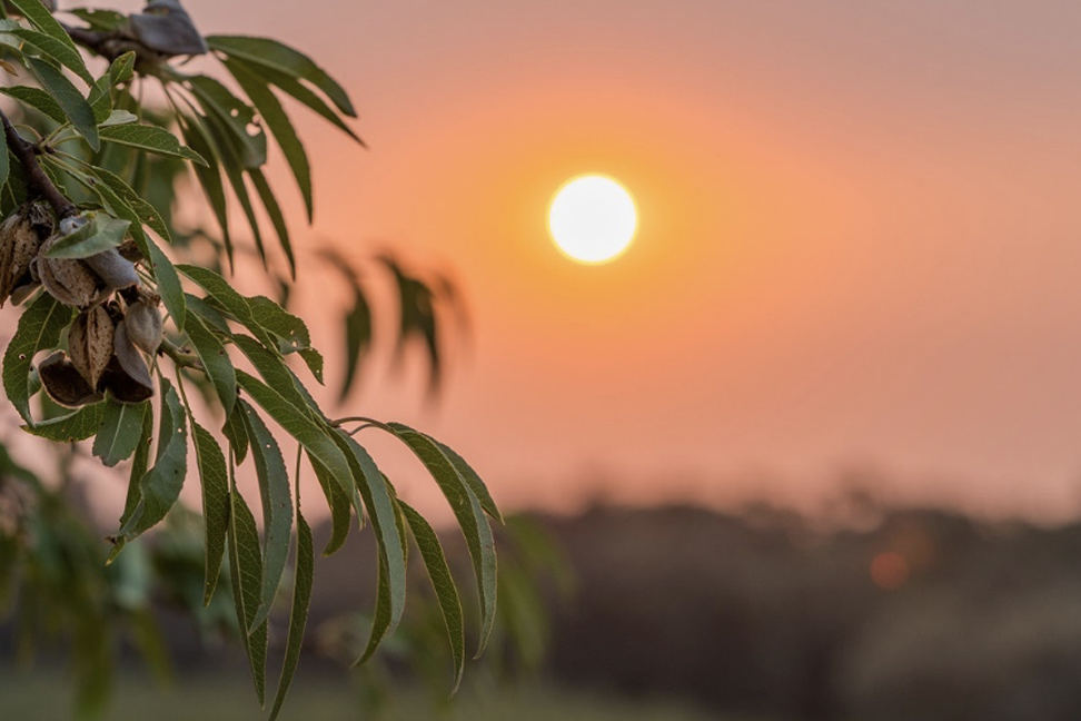 開花時期の悪天候と低温の春にもかかわらず、2023年の収穫量は2022年より1％増加する見込み