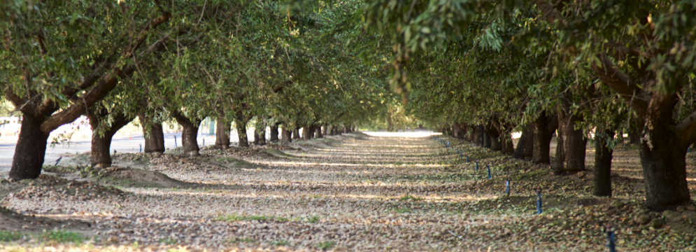 カリフォルニア・アーモンドの生産農家と製造加工業者が、 持続可能な栽培に向けて新たな公約を発表